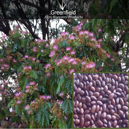 Rain tree ornamental tree  seeds ( samanea saman )